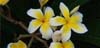 Plumeria