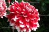 flower_photos_002