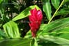 flower_photos_003