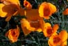flower_photos_007