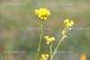 flower_photos_009